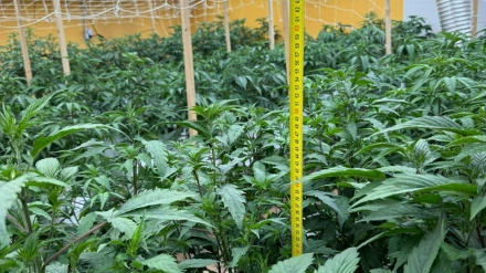Así operaba la pareja que cultivaba más de 700 plantas de marihuana en un polígono de Ponferrada (León)