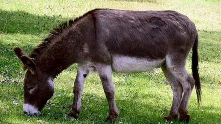 Uno de los burros del proyecto