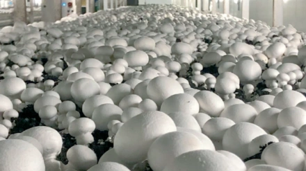 El sector del champiñón en La Rioja tiene un gran protagonismo y busca modernizarse