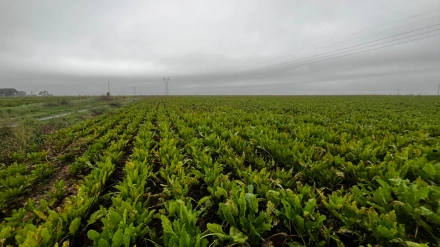 ¿Hay futuro para la remolacha azucarera en La Rioja?