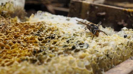 Vista de las 60 colmenas de avispa velutina en la parroquia de Escairón, en O Saviñao (Lugo)
