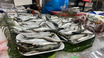 El precio de las sardinas puede aumentar en las próximas semanas si baja el volumen de capturas al haber menos barcos faenando