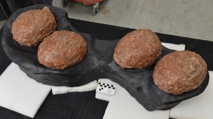 Los huevos más grandes descubiertos de dinosaurios