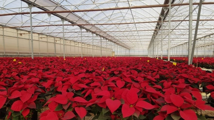 Flor de Pascua en Semilleros Laimund.