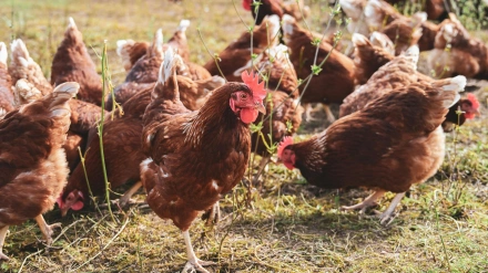 Foto de archivo de cría de gallinas al aire libre