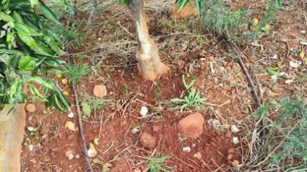 Los jabalíes causan daños en campos de naranjos de Castellón