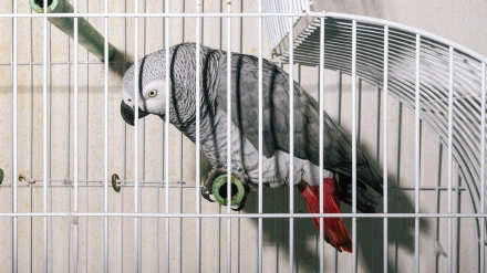 Imagen de recurso de un loro yaco de cola roja