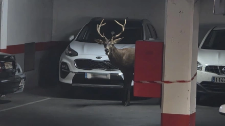 Un ciervo, en un parking de Zamora capital