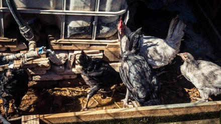 Gallinas en una granja en el campo cerca del pueblo de Carmona en España