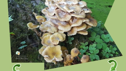 XXXIV Jornadas Micologicas Lazarillo