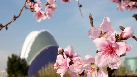 Valencia, España: Primavera en la ciudad moderna. Almendros en flor.