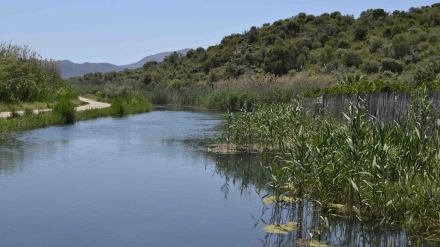 Vista de la Marjal de Pego, zona de especial riesgo para la gripe aviar, donde las aves migratorias pueden entrar en contacto con aves domésticas