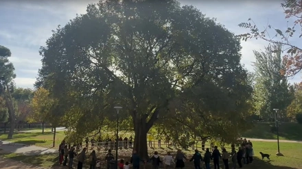 Almez de Parque BruilVecinos de los barrios zaragozanos de San Agustín, Tenerías, La Madalena, Las Fuentes y San Miguel han grabado un vídeo para apoyar la candidatura del almez del Parque Bruil de la capital aragonesa, que compite en el concurso español Árbol del Año 2026, organizado por la ONG Bosques sin Fronteras.SOCIEDAD VECINOS PARQUE BRUIL
