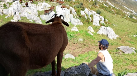 Ángel Fernández, vigilando el ganado
