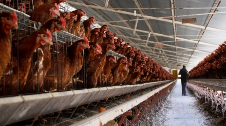 La gripe aviar está ocasionando subidas de precios en el pollo y los huevos