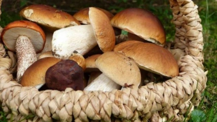 El otoño estalla en los bosques del Bierzo (Bierzo): tiempo de setas, sabores y tradición