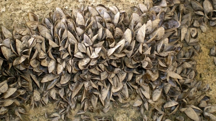 Mejillón cebra-Archivo Agencia Efe