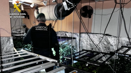 Así entró la Guardia Civil en la plantación de marihuana en una vivienda de Cuarte