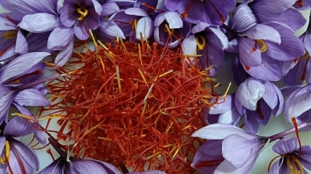 Los secretos del azafrán