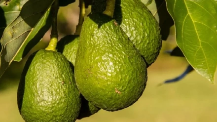 Belén Padilla, ASAJA Cádiz | Sistemas antiheladas en el cultivo del aguacate