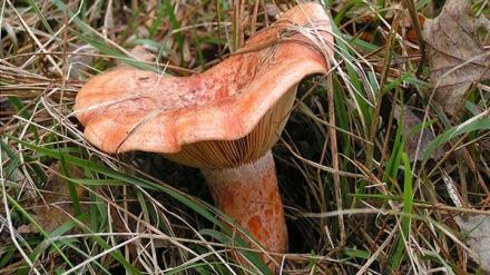 En los últimos días han aparecido algunos ejemplares de boletus y níscalo en una campaña tardía en Soria