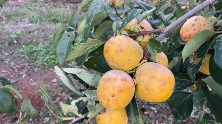 Caquis afectados por el granizo