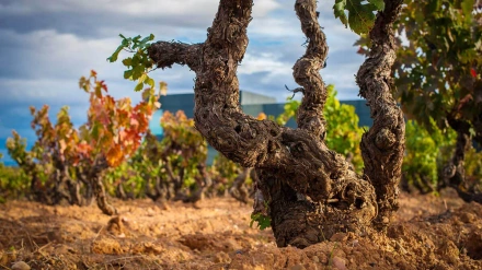 La Denominación de Origen Ribera del Duero desvela su impacto real en la economía: más de 1.330 millones de euros y 21.000 empleos