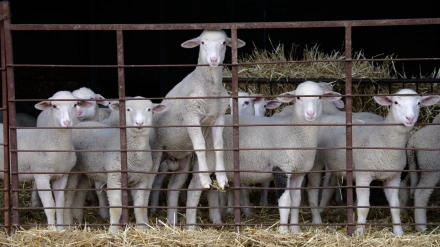 Imagen de recurso de ovejas