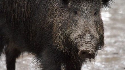 El objetivo principal es blindar el perímetro y evitar la salida de jabalíes del área de vigilancia establecida