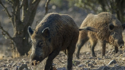 Jabalíes, los animales en los que ha sido detectado el brote de peste porcina en Cataluña. Primer caso en España desde noviembre de 1994