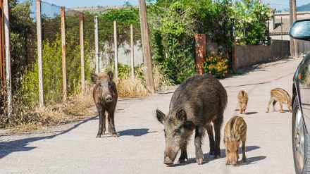 Manada de jabalíes en el casco urbano