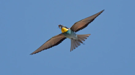 abejaruco con velutina