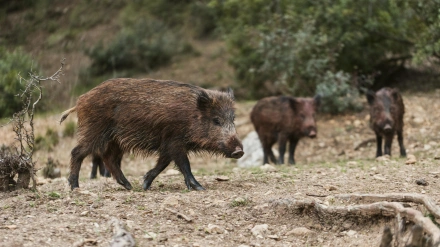 Un grupo de jabalíes en un monte