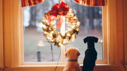 Moydog abrirá en la calle de la Iglesia de Ferrol