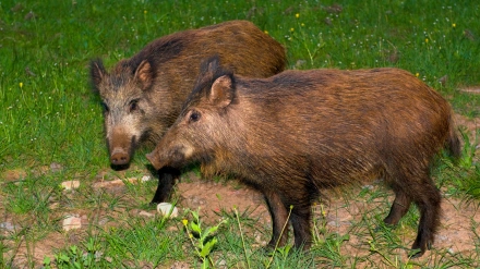 Pareja de jabalíes en la Sierra