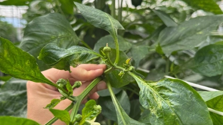 Thrips parvispinus en cultivos