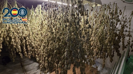 La Policía Nacional desmantela una plantación “indoor” de marihuana con 881 plantas