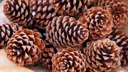 Las características piñas, uno de los elementos más típicos de la decoración navideña