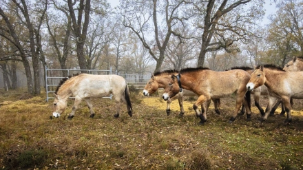 Caballos de Przewalskii