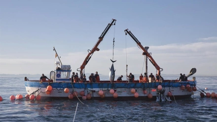 Pesca del Atún rojo salvaje
