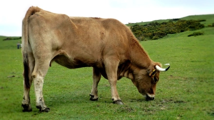 Una vaca pastando en un campo asturiano