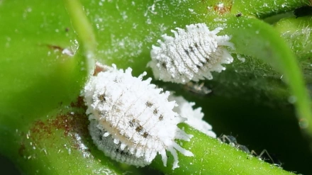 Llega desde fuera y ya está aquí un nuevo un nuevo Cotonet que afecta sobre todo a algunas hortalizas