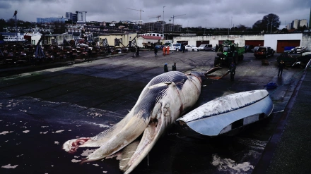 Maniobras para sacar una ballena varada del puerto de Oza (A Coruña)
