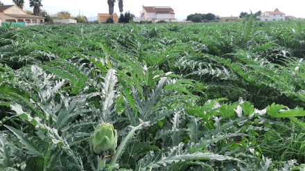 Imagen de un campo de alcachofas en Lorca