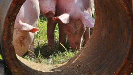 La peste porcina es una de las enfermedades que ha complicado el 2025