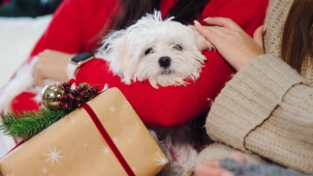 Perrito como regalo de Navidad