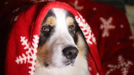 Un perro, cubierto por una manta navideña