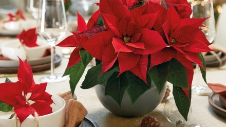 La flor de Pascua puede conservarse más allá de la Navidad