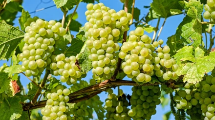 Racimos de uvas