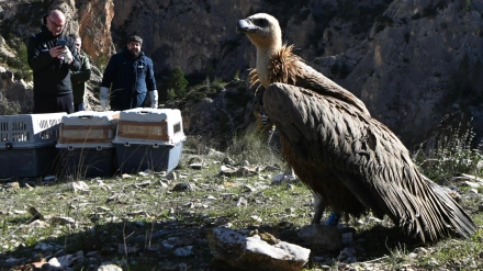Uno de los buitres liberados en el entorno del pantano lorquino de Valdeinfierno, con le presidente López Miras asistiendo a la suelta